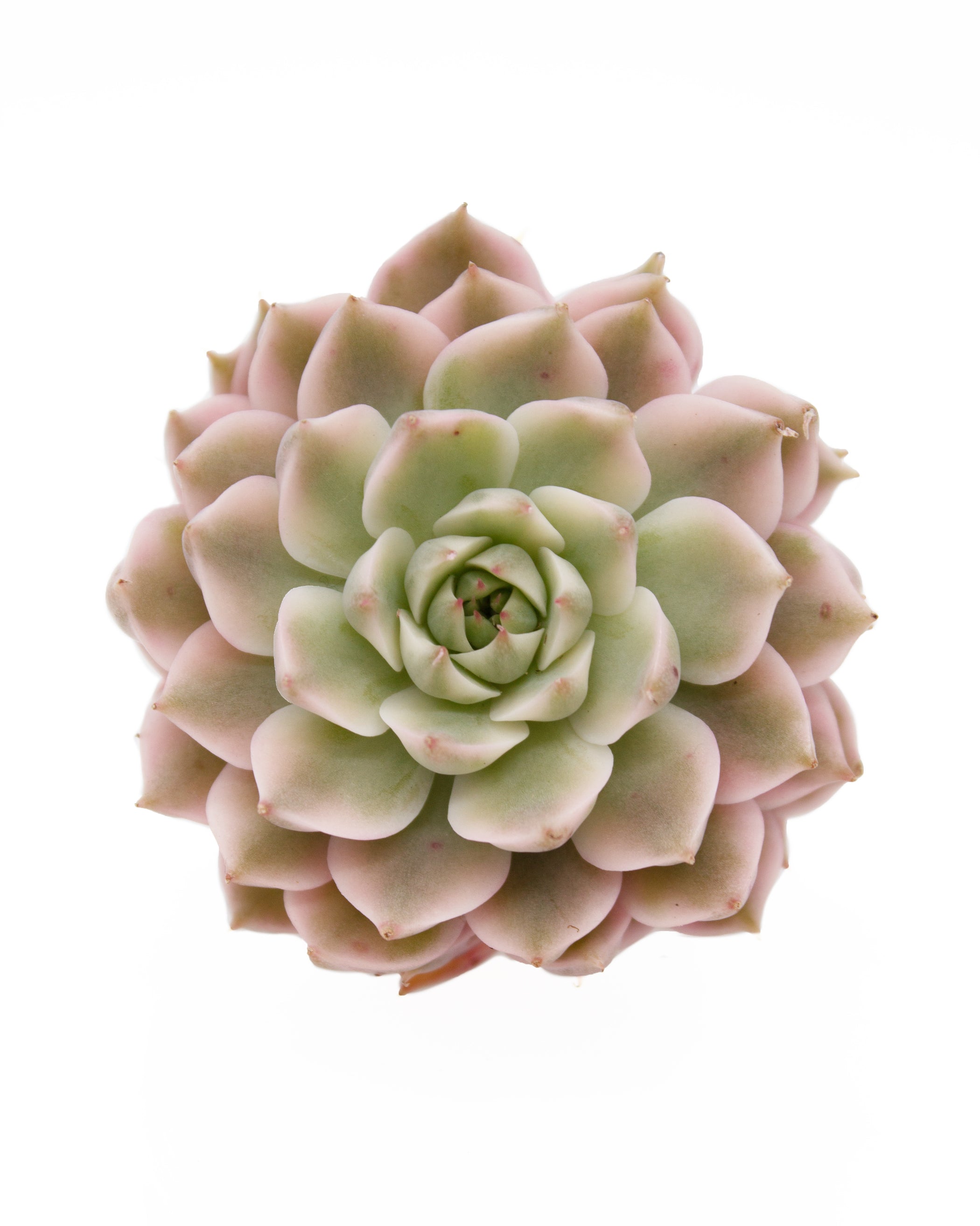 Cheapest Echeveria Halbingeri Variegated - Korean Import