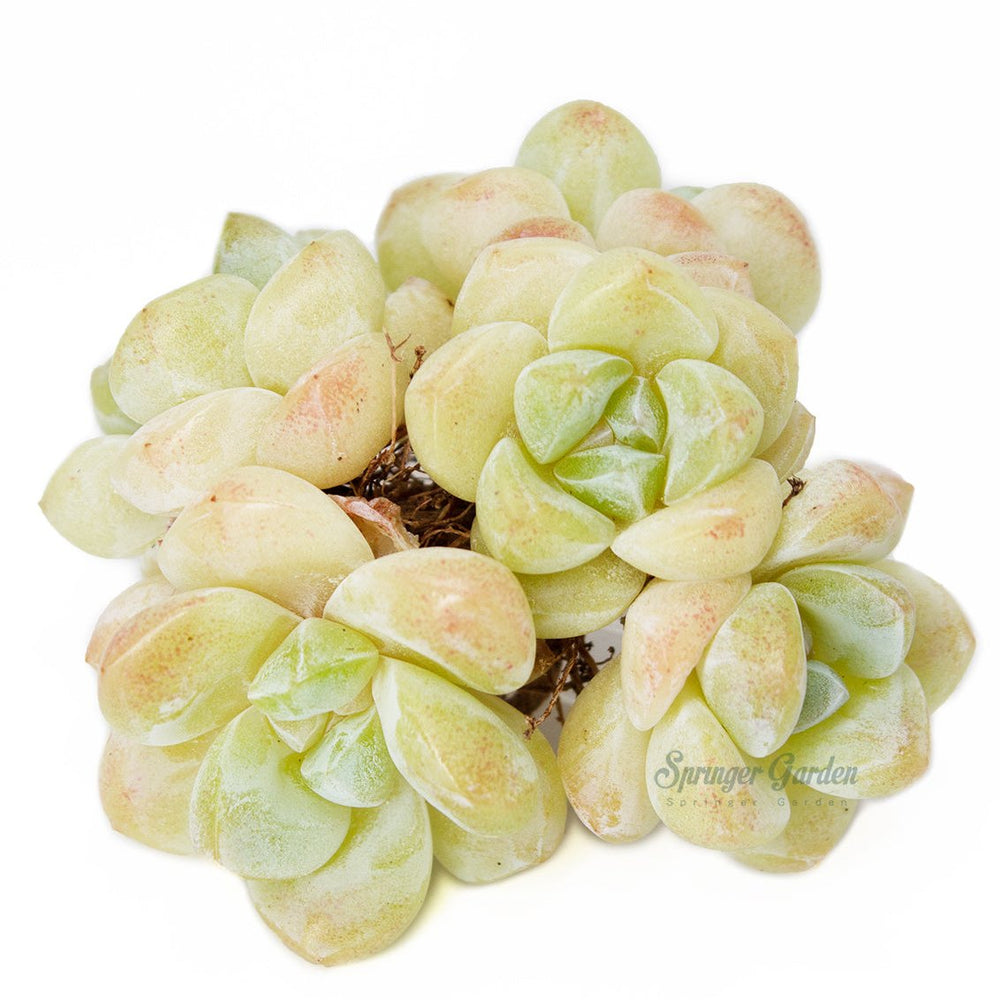 Echeveria Ice Green - Cluster