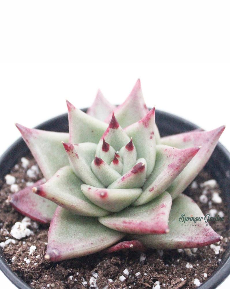 Echeveri agavoides 'Ebony'