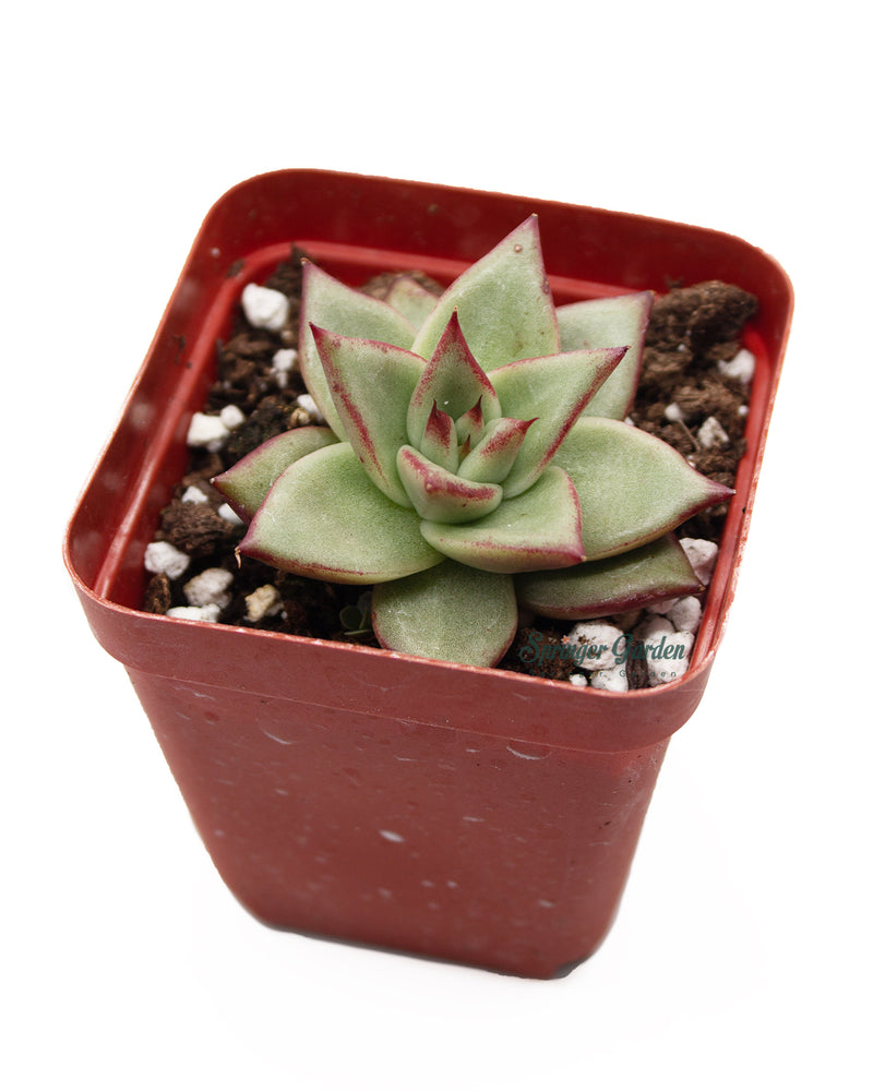 Echeveri agavoides 'Ebony'