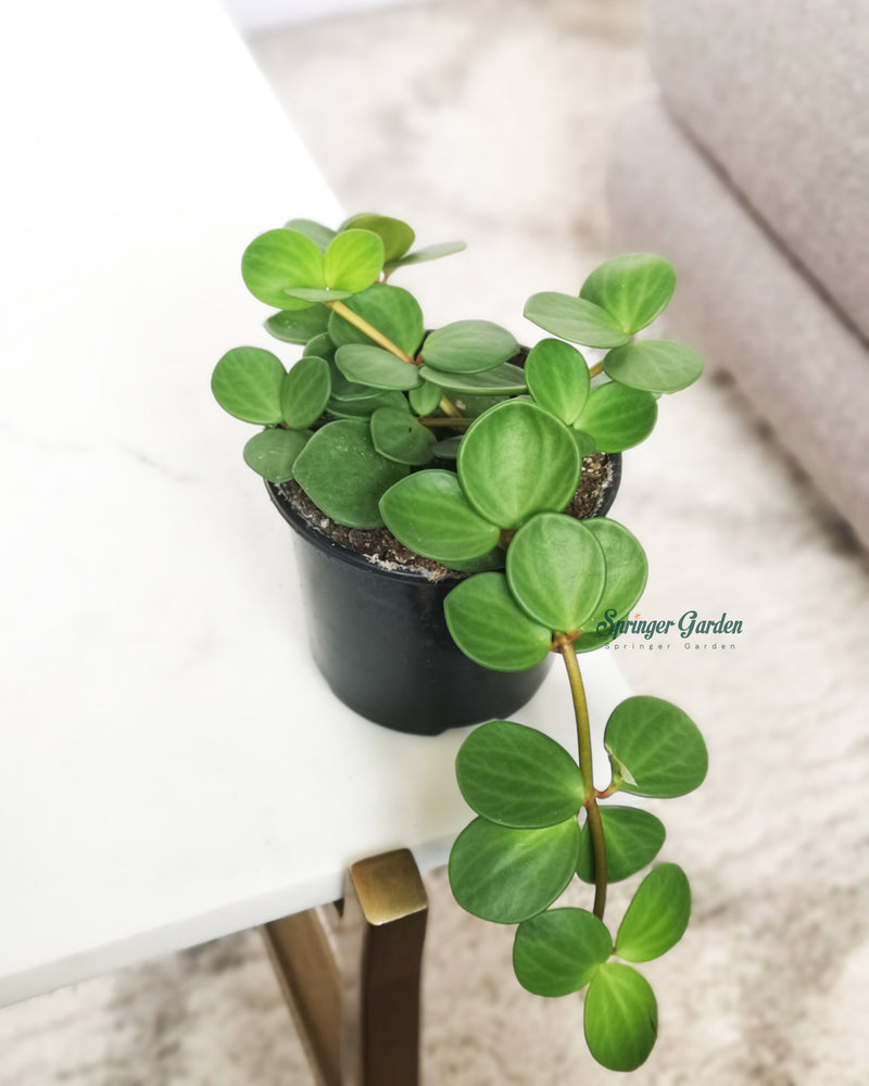 Peperomia Hope