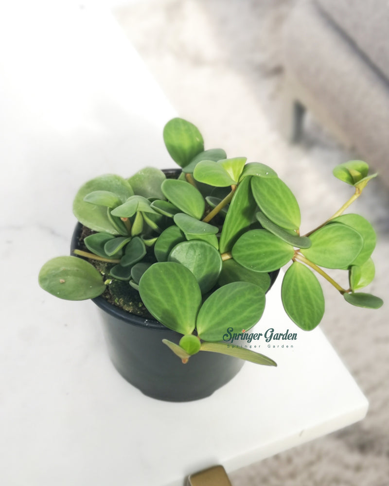 Peperomia Hope