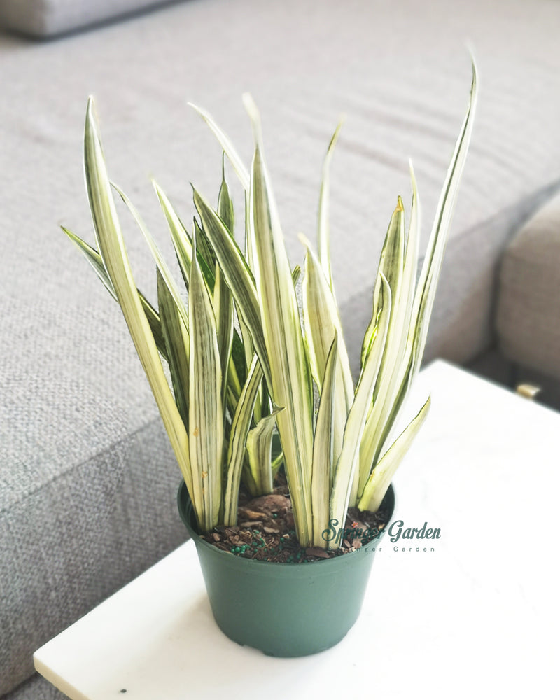 Sansevieria Bantel's Sensation