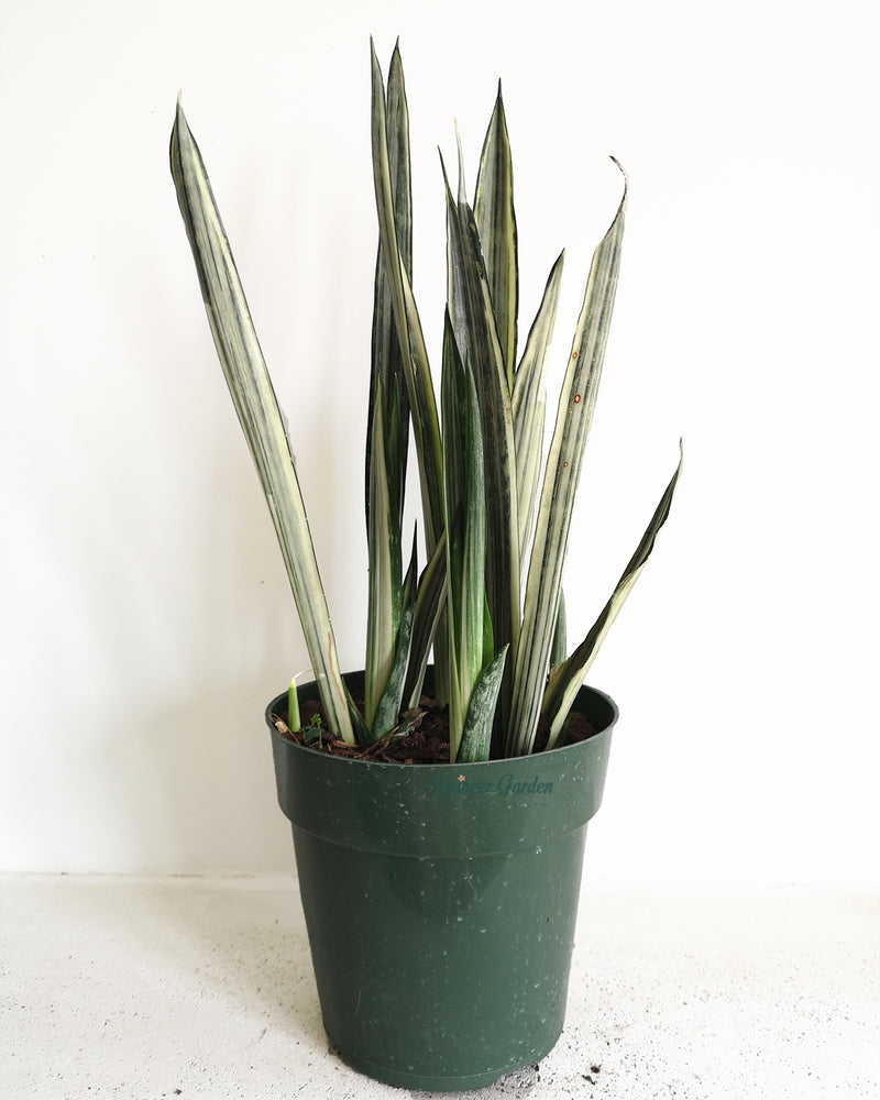 Sansevieria Bantel's Sensation