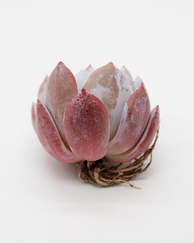 Echeveria Trumso