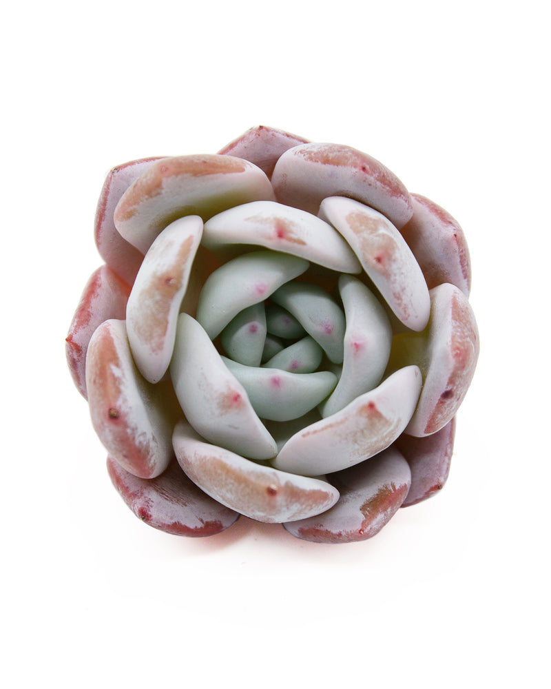 Echeveria Trumso