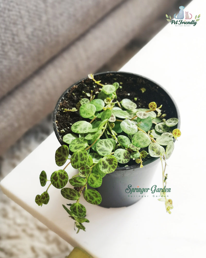 The String of Turtles – Peperomia prostrata is a slow-growing perennial succulent belonging to the family piperaceae. Native to the rainforests of Brazil, ‘prostrata’ has several names: ‘Magic marmer’ – a select variety of Prostrata